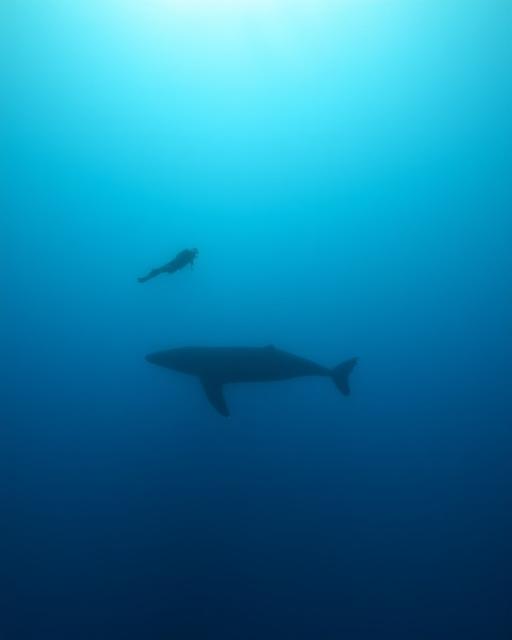A scuba diver floats motionlessly, observing a distant whale in the clear blue water.